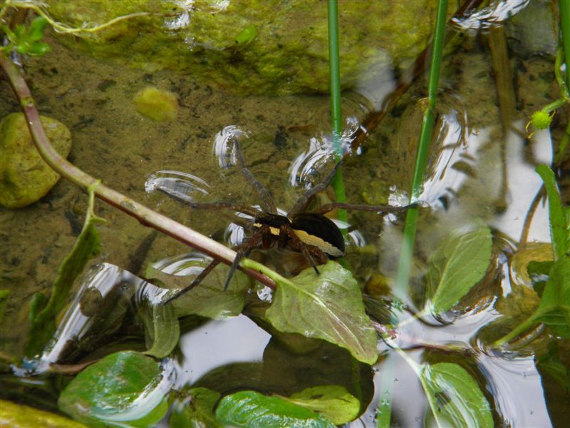 Dolomedes sp.